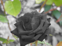 Black rose