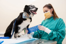 NWRC Veterinary Nursing student bandages dogs leg at Limavady campus