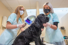Two female students treat a black dog in NWR Cs new Veternary Nursing Lab